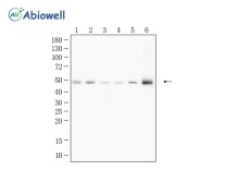 HDAC3 Recombinant Rabbit Monoclonal  Antibody