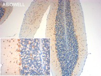 LATS1/2(Phospho Ser909) Rabbit Polyclonal Antibody