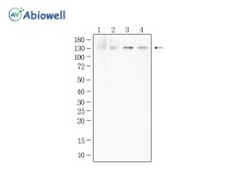 GM130 Recombinant Rabbit Monoclonal Antibody