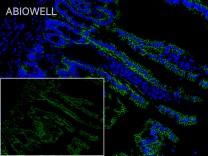 Claudin 1 Rabbit Polyclonal Antibody