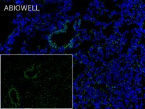 Claudin 1 Rabbit Polyclonal Antibody