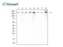 Collagen III Recombinant Rabbit Monoclonal Antibody