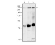 LY75 Recombinant Rabbit Monoclonal Antibody