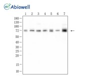 BMAL1 Recombinant Rabbit Monoclonal Antibody