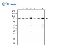 BMAL1 Recombinant Rabbit Monoclonal Antibody