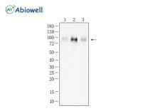 CD68 Recombinant Rabbit Monoclonal Antibody