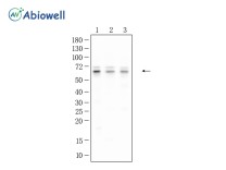 SOX10 Recombinant Rabbit Monoclonal Antibody