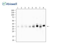 Adiponectin Recombinant Rabbit Monoclonal Antibody