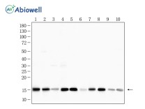 Histone H3(Acetyl K14) Recombinant Rabbit Monoclonal Antibody