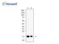 Histone H3(Acetyl K23) Recombinant Rabbit Monoclonal Antibody