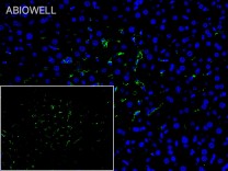 Bax Recombinant Rabbit Monoclonal Antibody