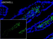 Iba1 Recombinant Rabbit Monoclonal Antibody