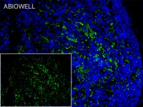 Iba1 Recombinant Rabbit Monoclonal Antibody