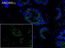 Claudin 5 Rabbit Polyclonal Antibody