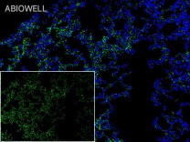 Claudin 5 Rabbit Polyclonal Antibody