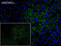 GAPDH Rabbit Polyclonal Antibody