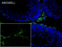 GAPDH Mouse Monoclonal Antibody