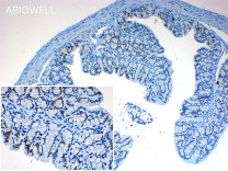 SP1 Recombinant Rabbit Monoclonal Antibody