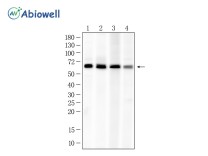 ENC1 Rabbit Polyclonal Antibody