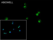 c-Fos Rabbit Polyclonal Antibody