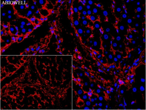 Fig: Fluorescence immunohistochemical analysis of Rat-liver tissue (Formalin/PFA-fixed paraffin-embedded sections). with Rabbit anti-ATP1A1 antibody ( AWA11936 ) at 1/200 dilution.

The immunostaining was performed with the TSA Immuno-staining Kit (ABIOWELL, AWI0689). The section was pre-treated using heat mediated antigen retrieval with EDTA buffer (pH 9.0) for 20 minutes. The tissues were blocked in 5% BSA for 60 minutes at 37℃, washed with ddH2O and PBS, and then probed with the primary antibody (AWA11936) at 1/200 dilution for 1 hour at room temperature. The detection was performed using an HRP conjugated compact polymer system followed by a separate fluorescent tyramide signal amplification system (red). DAPI (blue, AWC0291) was used as a nuclear counter stain. Image acquisition was performed with  Slide Scanner.