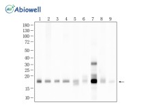 GPX4 Rabbit Monoclonal Antibody