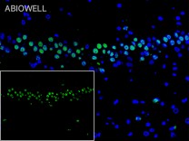 GAPDH Recombinant Rabbit Monoclonal  Antibody