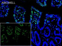 GAPDH Recombinant Rabbit Monoclonal  Antibody