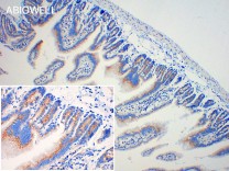 GM130 Recombinant Rabbit Monoclonal Antibody