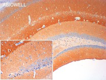 GRIA1 Recombinant Rabbit Monoclonal Antibody