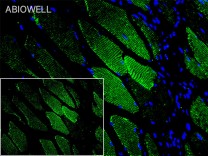 MYH1 Recombinant Rabbit Monoclonal Antibody