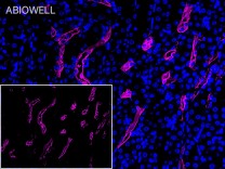 AQP1 Recombinant Rabbit Monoclonal Antibody