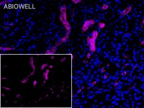 AQP1 Recombinant Rabbit Monoclonal Antibody