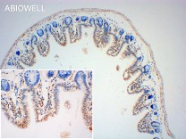 GAPDH Recombinant Rabbit Monoclonal  Antibody