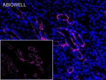 NDRG1 Recombinant Rabbit Monoclonal Antibody