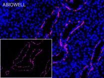 NDRG1 Recombinant Rabbit Monoclonal Antibody