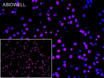 SP1 Recombinant Rabbit Monoclonal Antibody