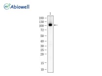 GRIA1 Recombinant Rabbit Monoclonal Antibody