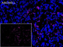 TRAF2 Recombinant Rabbit Monoclonal Antibody