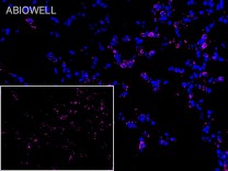 TRAF2 Recombinant Rabbit Monoclonal Antibody