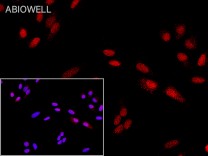 CDK2 Recombinant Rabbit Monoclonal Antibody