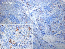 Cyclin A2 Recombinant Rabbit Monoclonal Antibody