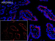 Claudin 1 Rabbit Polyclonal Antibody