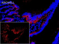 Claudin 1 Rabbit Polyclonal Antibody