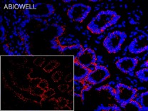 Claudin 1 Rabbit Polyclonal Antibody