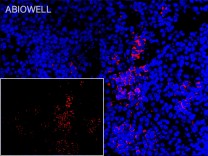 Claudin 1 Rabbit Polyclonal Antibody