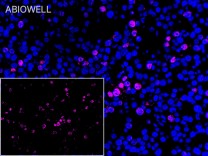 Cyclin A2 Recombinant Rabbit Monoclonal Antibody