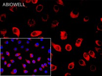 GAPDH Mouse Monoclonal Antibody