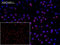 Lamin B1 Recombinant Rabbit Monoclonal Antibody