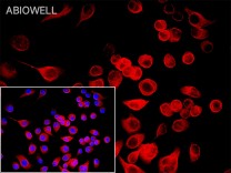 β-Tubulin Mouse Monoclonal Antibody